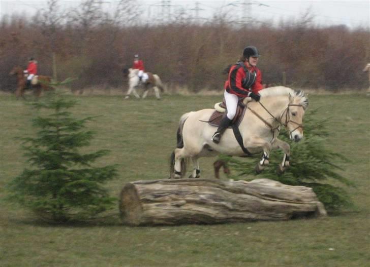 Fjordhest Viktor  - Viktor og jeg til Babyjagt i Ølstykke billede 13