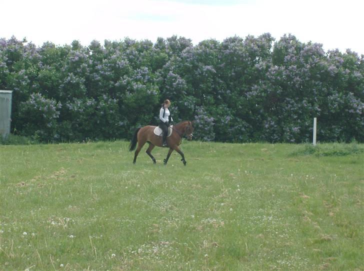 Anden særlig race Chiquitha R.I.P minskath† billede 12