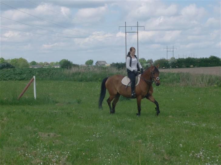 Anden særlig race Chiquitha R.I.P minskath† billede 13