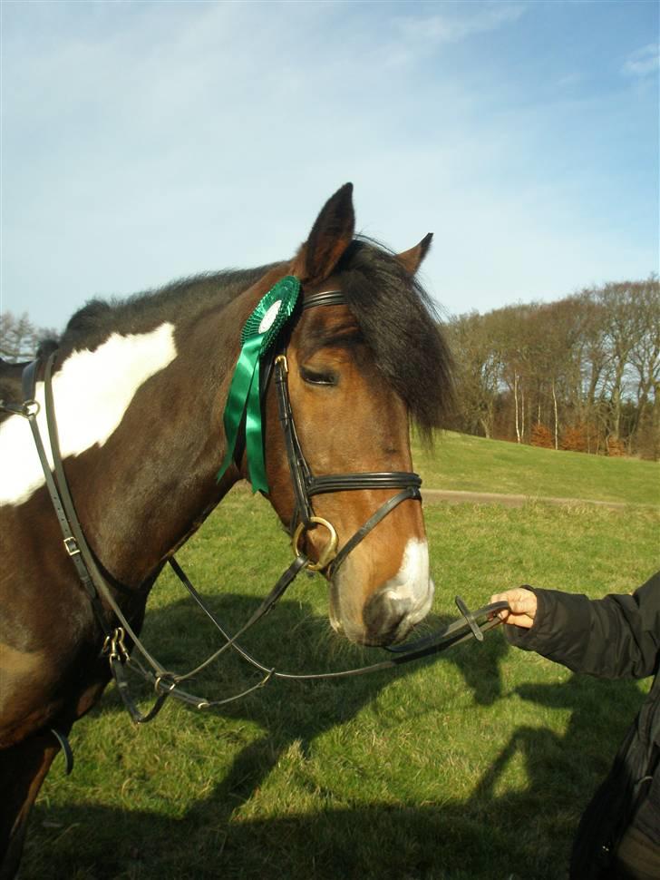 Irsk Sportspony Irish Knock Out  SOLGT:'( - 4 plads LB Foto Mig billede 20