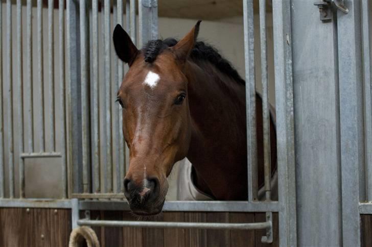 Dansk Varmblod Moresco Essenbæk *Solgt*  - Ligner man lidt en hingstebasse? - Taget af Tine Bjørnø billede 6