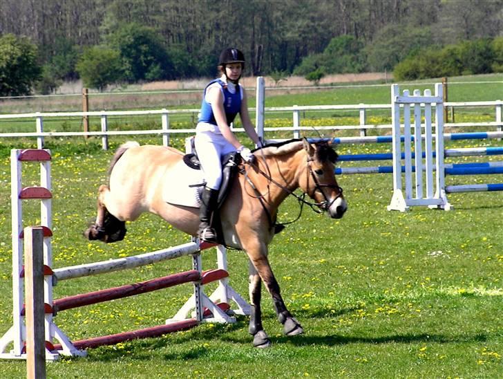 Fjordhest  Grand Stand Mosa - Fejlfri LB juni 07 billede 5