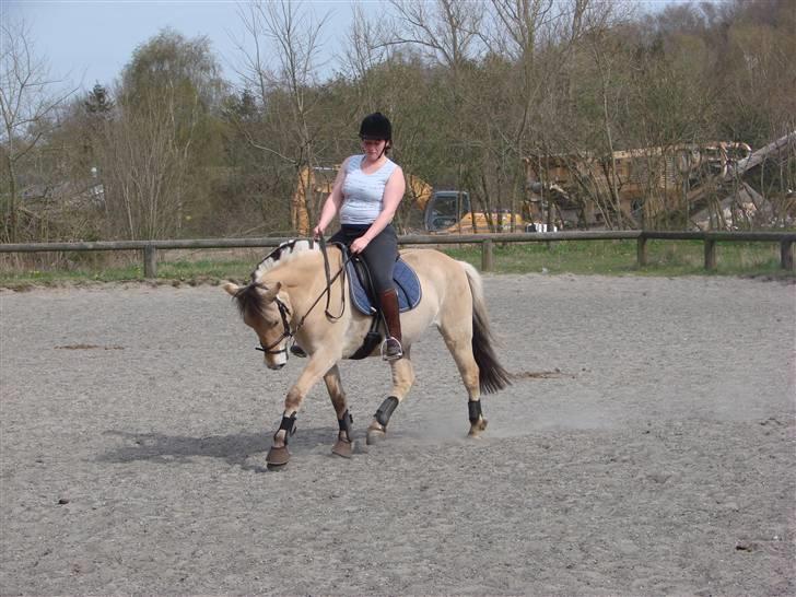 Fjordhest Felix - Undervisning 27.04.08 - putter sig lidt (fotograf Kia) billede 16