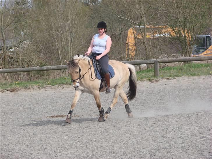 Fjordhest Felix - Undervisning 27.04.08 - går vist meget pænt*S* (fotograf Kia) billede 17