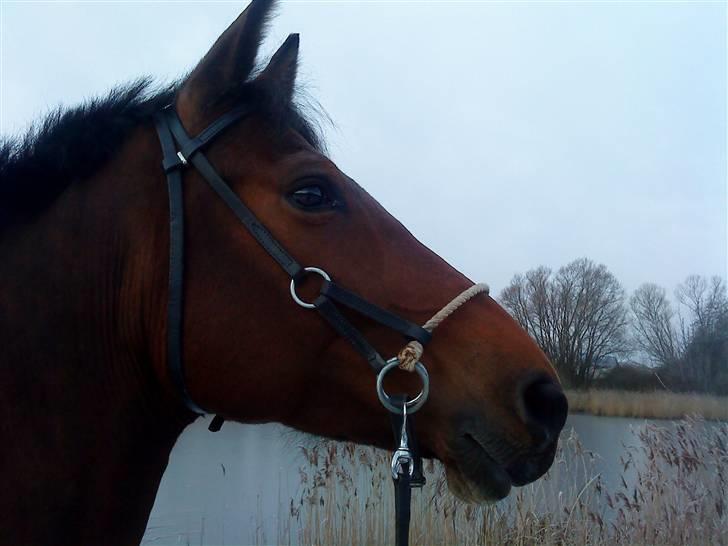 Holstener Cindy RDS (Aflivet) - Cindy med hendes bidløse trense, vi var lige på tur en kold vinter morgen :) billede 17