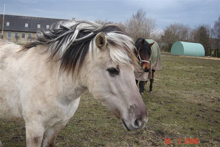 Anden særlig race Shiva - mit lille pus =0) billede 13