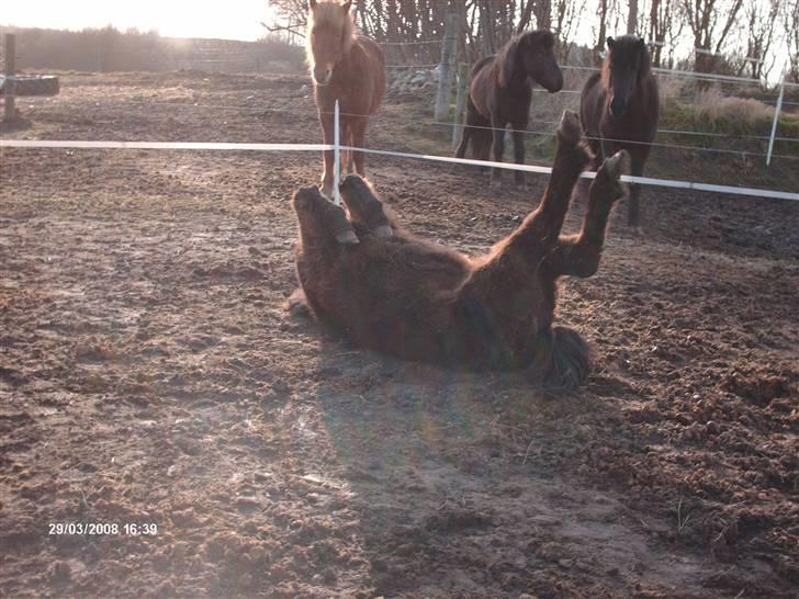 Islænder Tritla fra Lindebjerg - ahh.. det er dejligt at kunne rulle sig..  billede 7