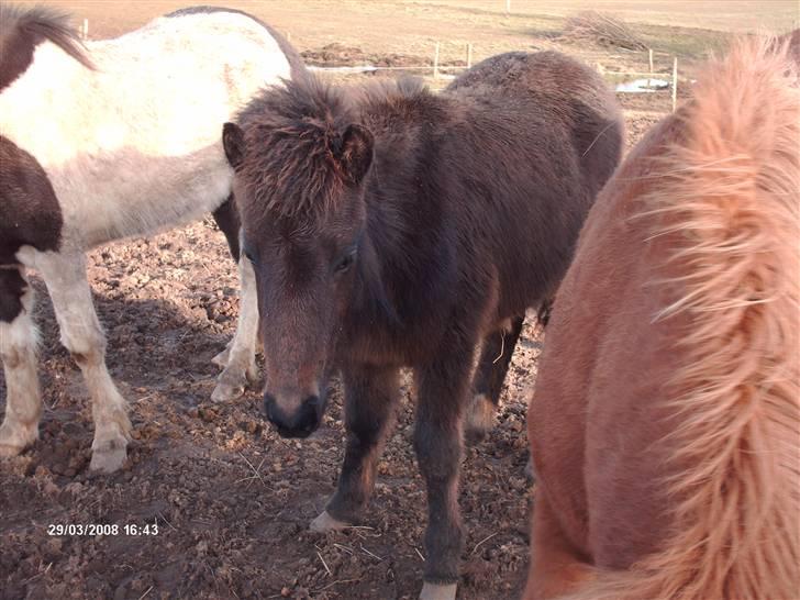 Islænder Tritla fra Lindebjerg - her er sikkert her imellem Rós og Floka <3 billede 8