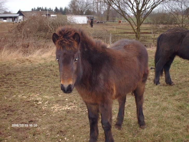 Islænder Tritla fra Lindebjerg - hov.. tager du billeder af mig ? billede 9