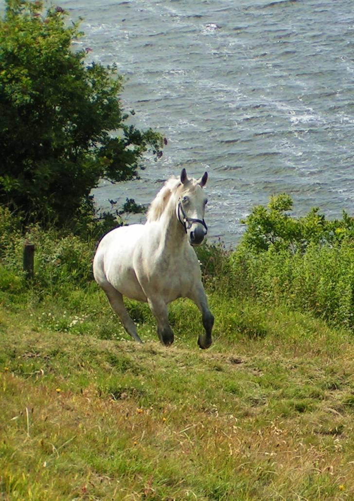 Anden særlig race Damgårds Raptus - på sommerfold 08. Copyright Betina Stougaard. billede 18