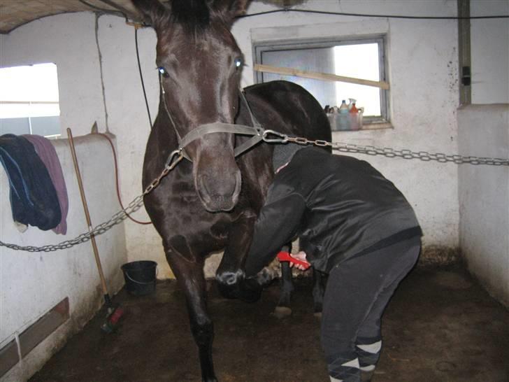Dansk Varmblod Bomgaardens Black Pearl *SOLGT* - rene fusser, langt om længe kan vi billede 16