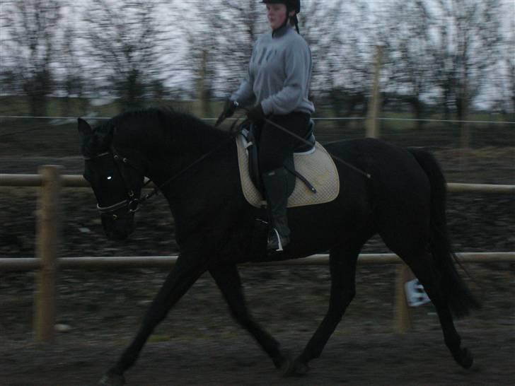 Dansk Varmblod Bomgaardens Black Pearl *SOLGT* - undervisning d 9/3 2009 billede 17