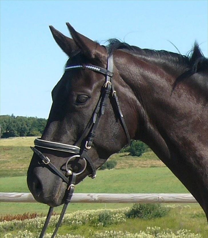 Dansk Varmblod Bomgaardens Black Pearl *SOLGT* - juli 2010 billede 18