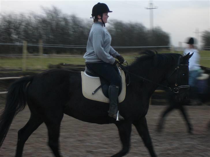 Dansk Varmblod Bomgaardens Black Pearl *SOLGT* - Halløj billede 19