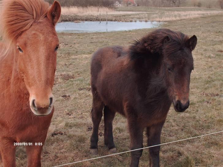 Islænder Tritla fra Lindebjerg - Rós og Tritla billede 10