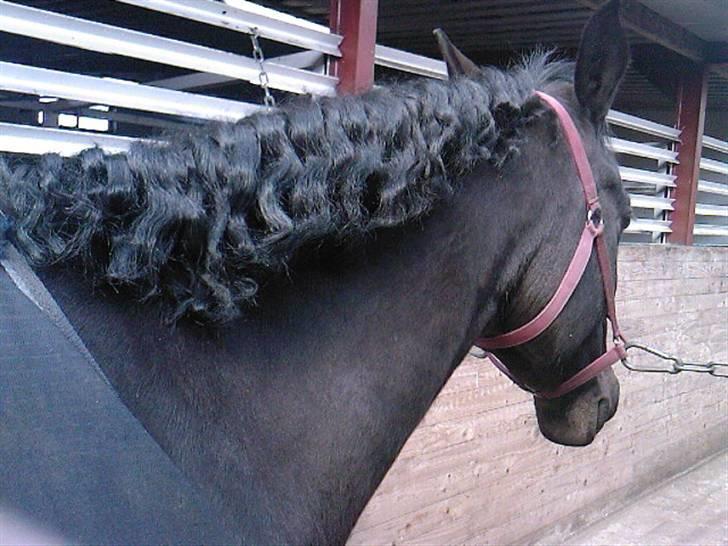 Oldenborg Pikeur - Krølle Bølle :D billede 15