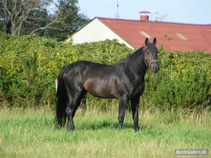 Traver Vic Torre - RIP billede 6