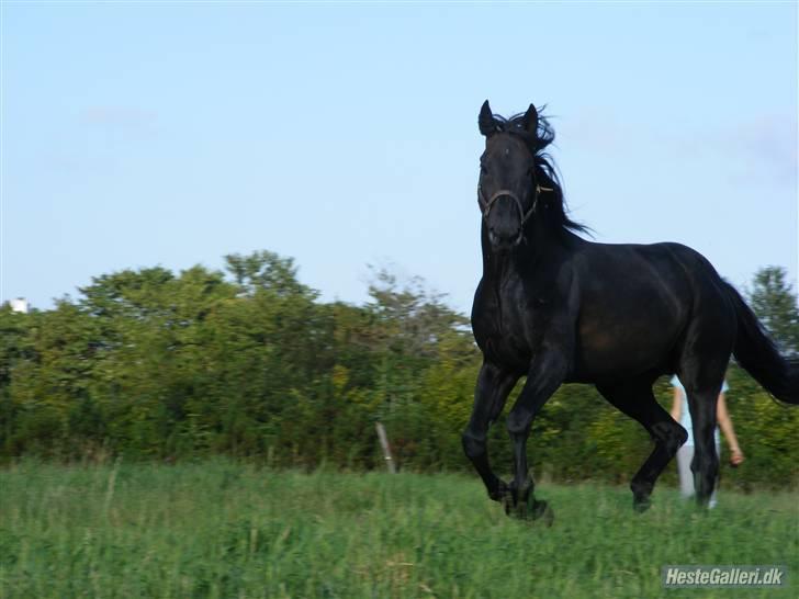 Traver Vic Torre - RIP billede 7