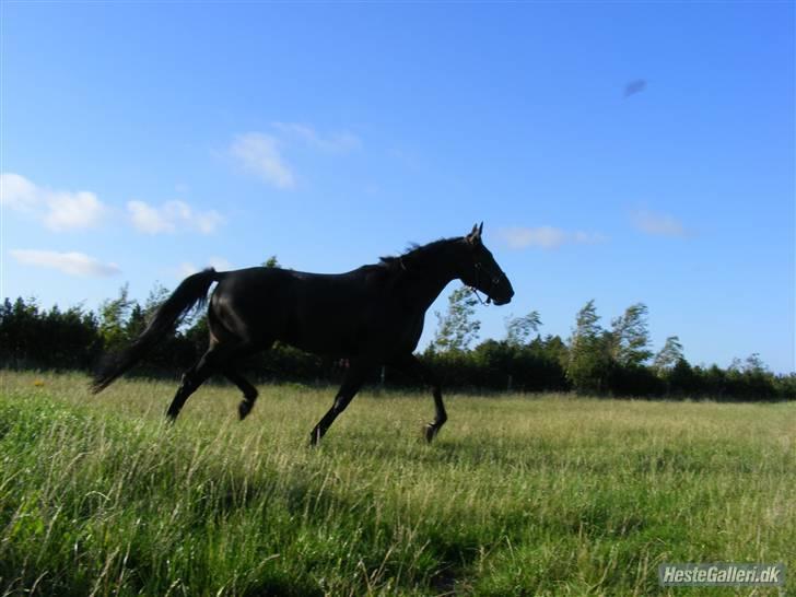 Traver Vic Torre - RIP billede 8