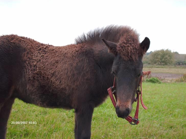 Islænder Tritla fra Lindebjerg - tritla har næsten smidt grimen.. billede 11