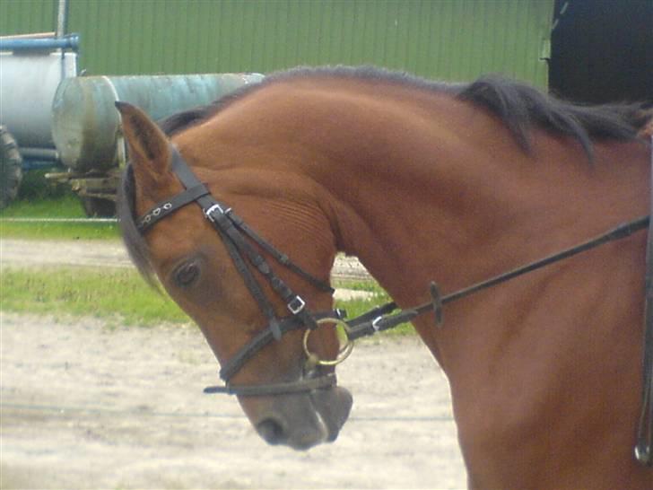 Anden særlig race Cindy R.I.P - Cindy..  billede 3