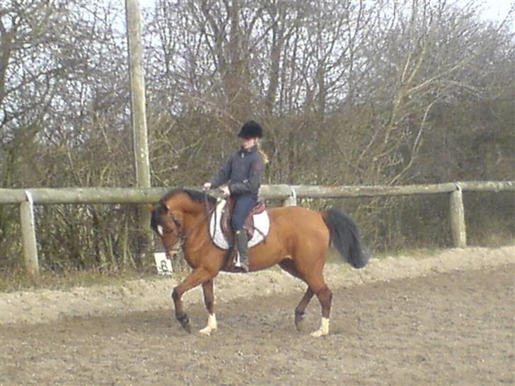 Anden særlig race Cindy R.I.P - Cindy og jeg i dressur 2008 billede 4