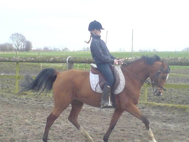 Anden særlig race Cindy R.I.P - Cindy og jeg i dressur 2008 (lidt fri trav) billede 5