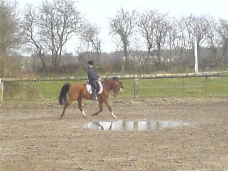 Anden særlig race Cindy R.I.P - Igen i Dressur 2008. billede 6