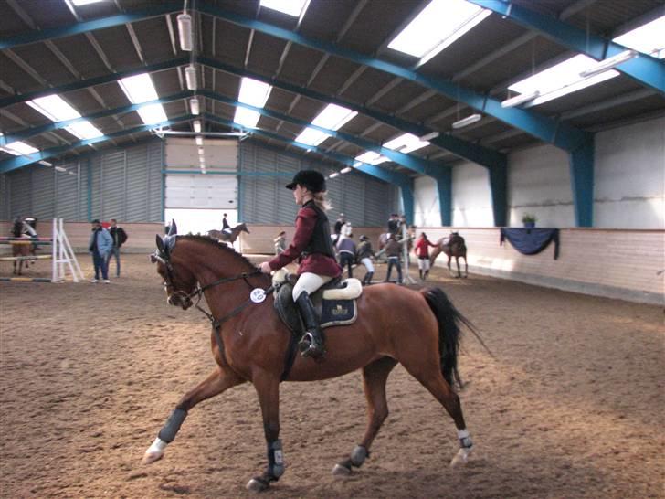 Anden særlig race Cindy R.I.P - Opvarming til MB SØR (landsstævne) billede 7