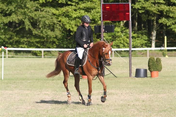 Anden særlig race Buster *solgt - Buster <3 billede 20