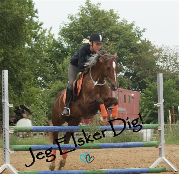 Welsh Cob (sec D) Bogensø´s Queen  - Cordeo , igennem alt" :I<3  billede 11