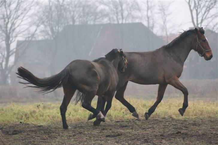 Traver Vic McGuire 25/6-2014 - husk at ligge en kommentar og en bedømlse ellers kommer han efter dig ;) billede 20