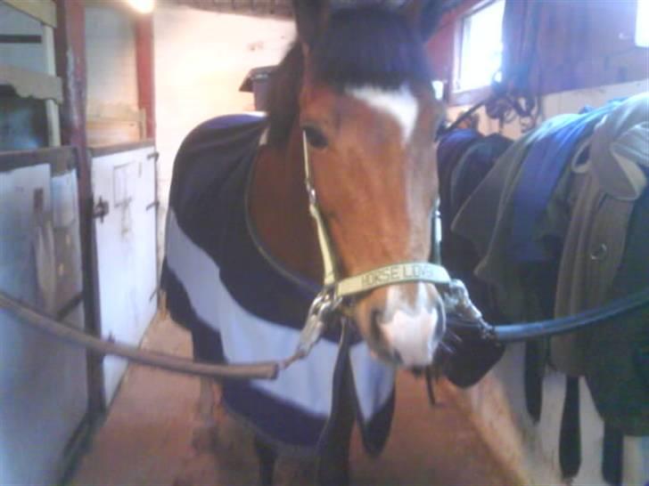 New Forest memory(gammel part) SAVN! - se hvor fin jeg er :) billede 1