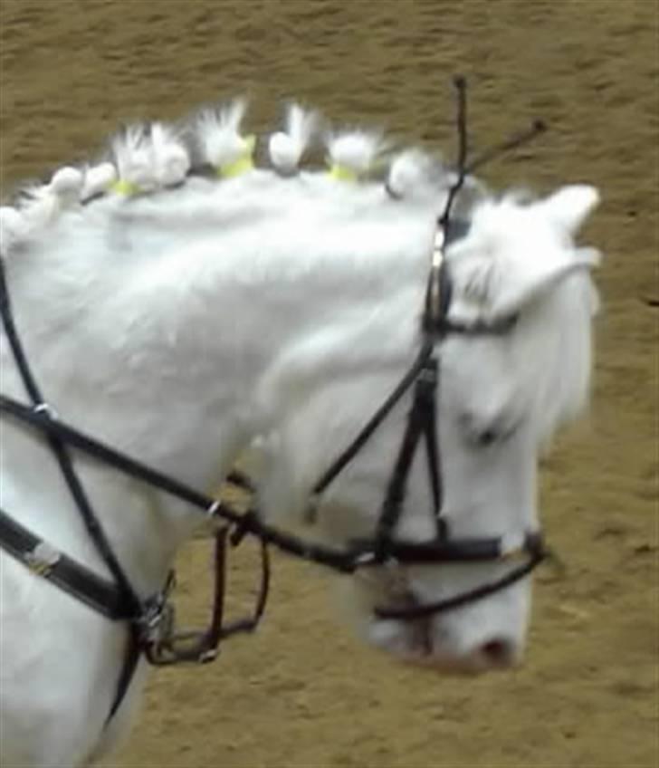 Anden særlig race Kvik <3 Gl. part  billede 13
