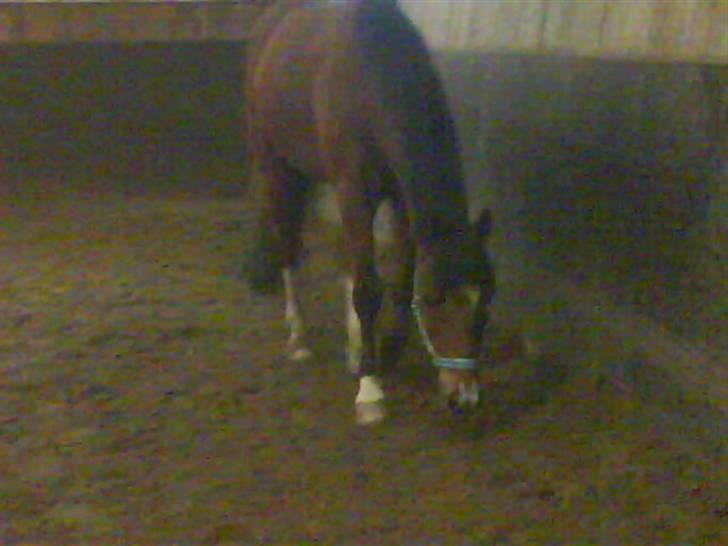 New Forest memory(gammel part) SAVN! - "mm jord.."er der noget at spise?? billede 2