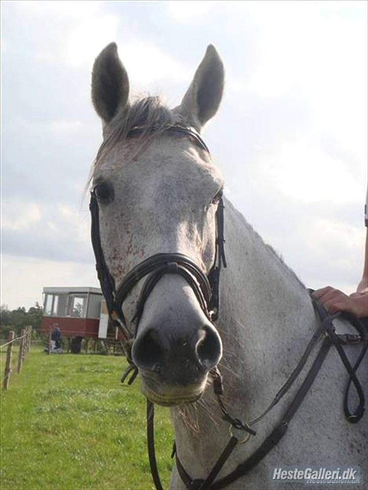 Anden særlig race Gandi - Solgt - RIP! -  Foto : Sofie Kjeldgaard - AS-foto. billede 10