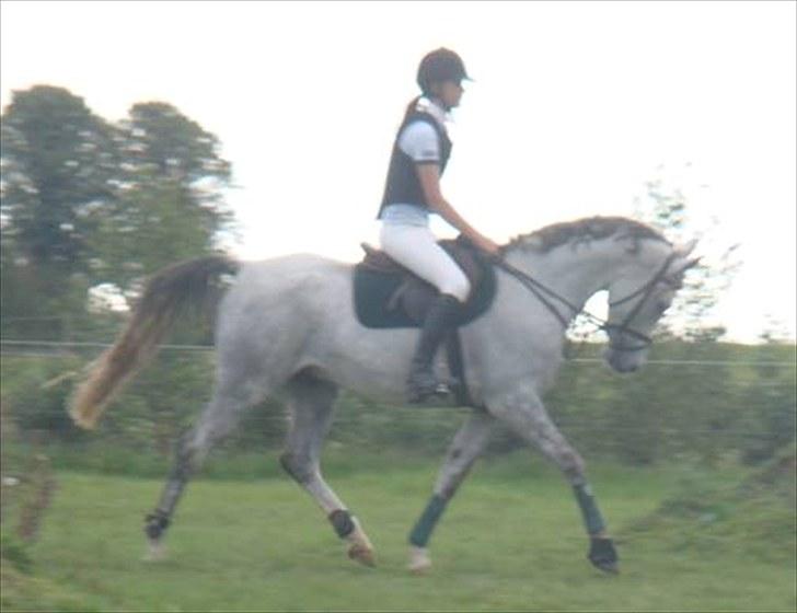 Anden særlig race Gandi - Solgt - RIP! - Mia Oudal på Gin De Nemus Gandi . Opvarmning - Foto : Sofie Kjeldgaard - AS-foto. billede 11