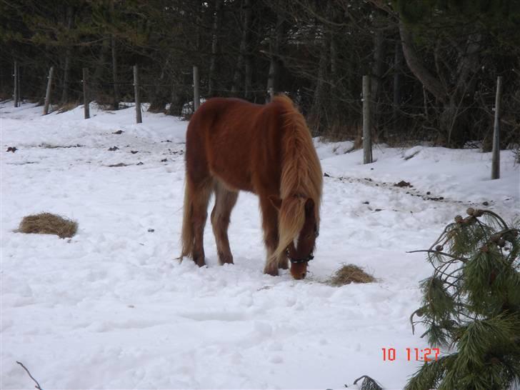 Islænder Laki *Solgt* :'( billede 4