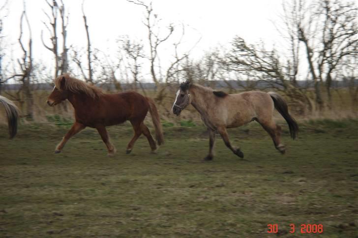 Islænder Laki *Solgt* :'( - mig og simba tager lige en tur rundt på marken =o) billede 7