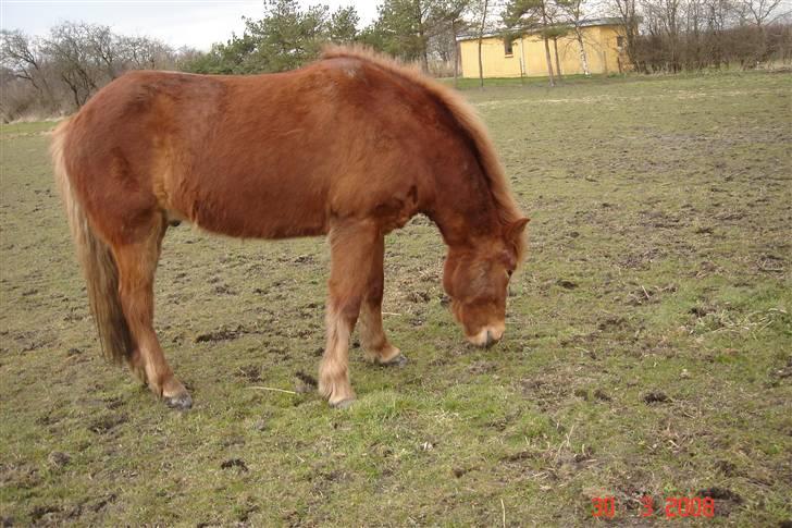 Islænder Laki *Solgt* :'( billede 9