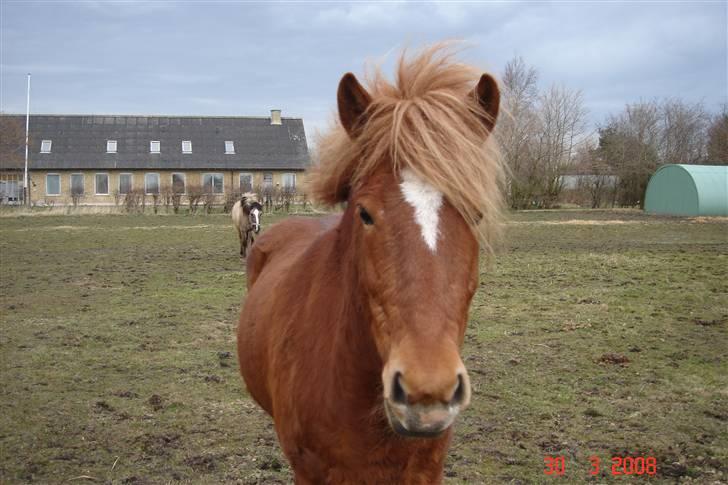 Islænder Laki *Solgt* :'( billede 11