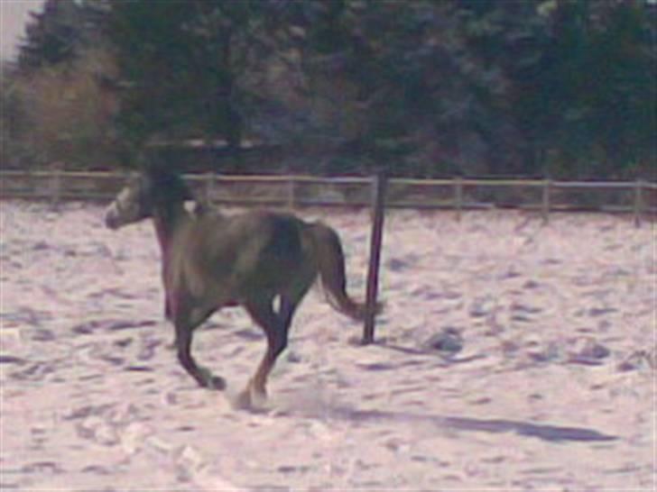 Hollandsk Varmblod Flying Dutch Boy - "lad mig heller komme væk enden mor tager flere billeder af mig   " ;) billede 11