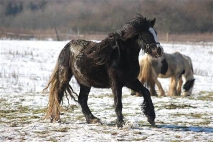 Irish Cob Cecilie van Hippolacta  - lidt meget ifolet billede 20