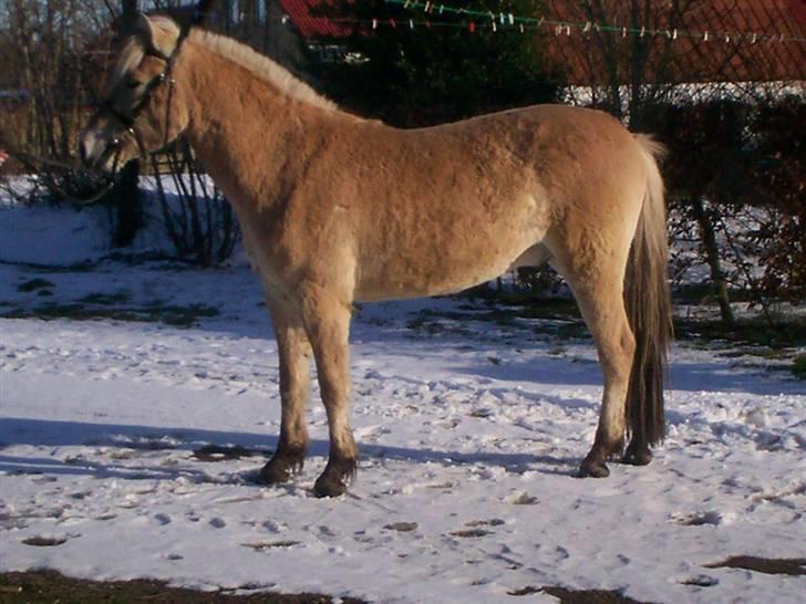 Fjordhest Jasper Møldrup(solgt) billede 17