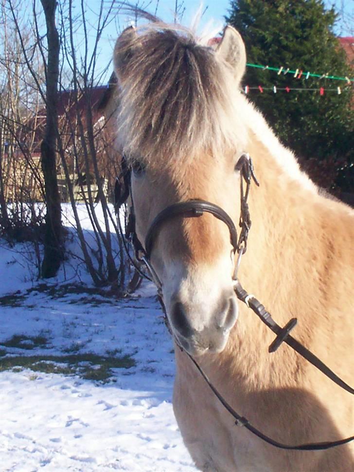 Fjordhest Jasper Møldrup(solgt) billede 18