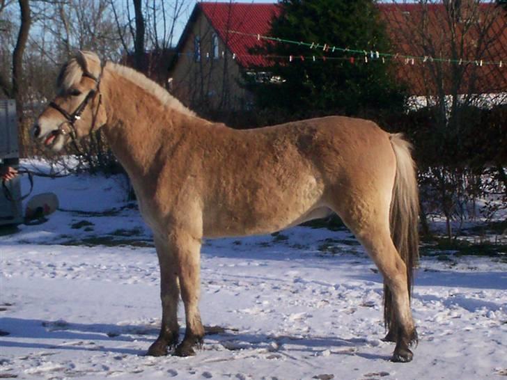 Fjordhest Jasper Møldrup(solgt) billede 19