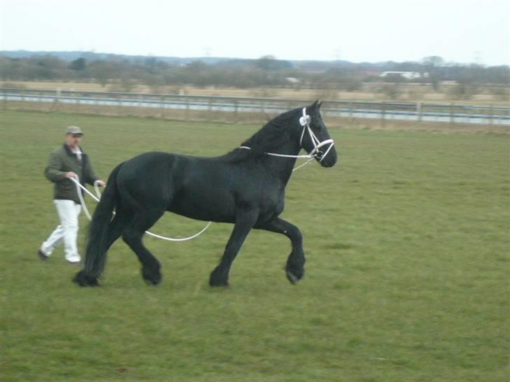 Frieser Manolito R.I.P - lige før kåring billede 14