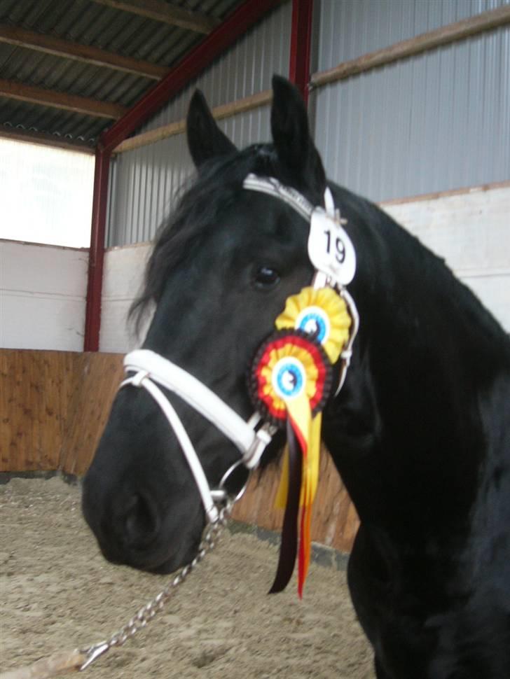 Frieser Manolito R.I.P - Kåret billede 16