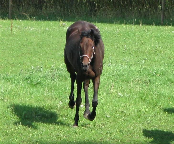 Fuldblod (XX) Gucci Girl (Den) billede 17