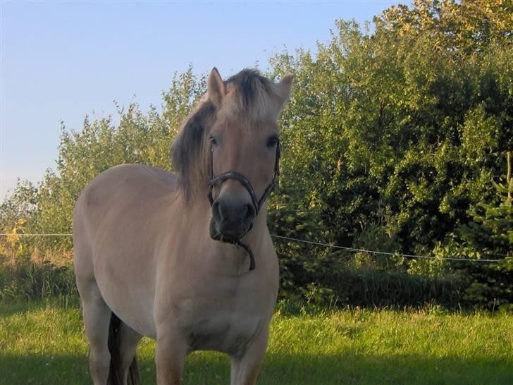 Fjordhest Aske *R.I.P - Himmelhest* - Aske i haven. billede 1